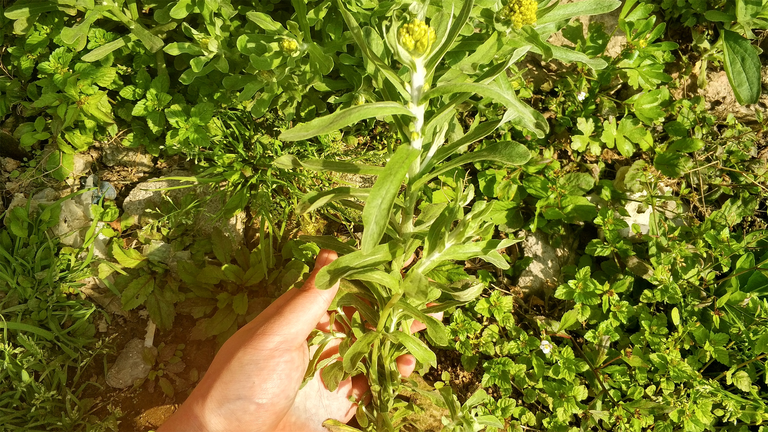 老鼠耳 植物图片