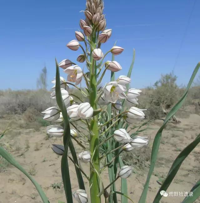 新疆北部特有植物 异翅独尾草 eremurus anisopterus