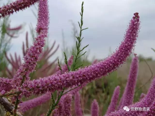 简单的聊下新疆戈壁滩上的柽柳红柳