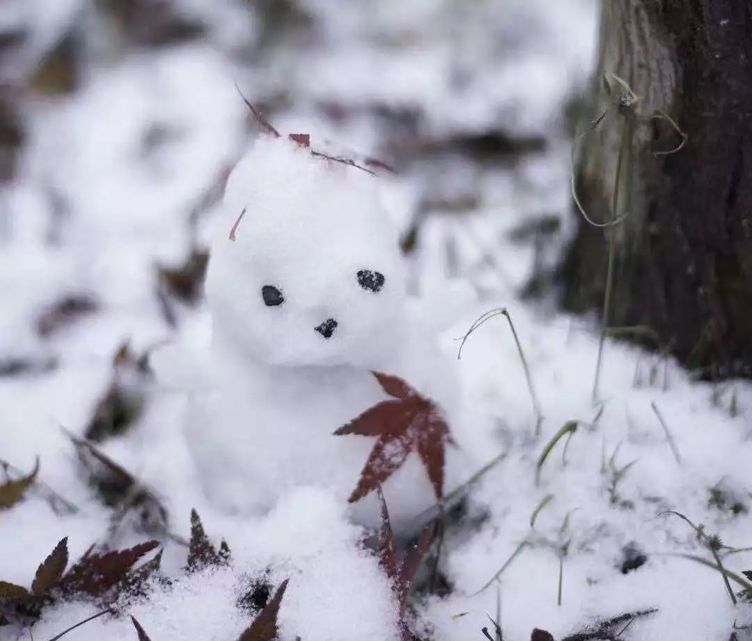 美丽浙科初雪你好