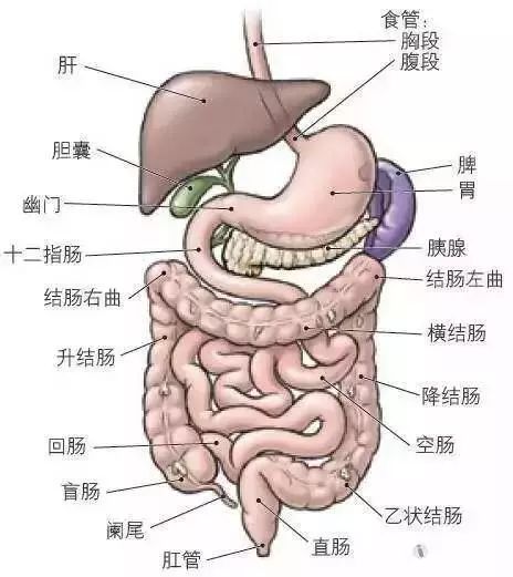 肚子结构图解图片