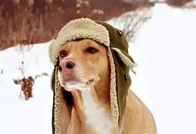 天气辣么冷,帮您搞定如何由内到外给狗狗防寒保暖