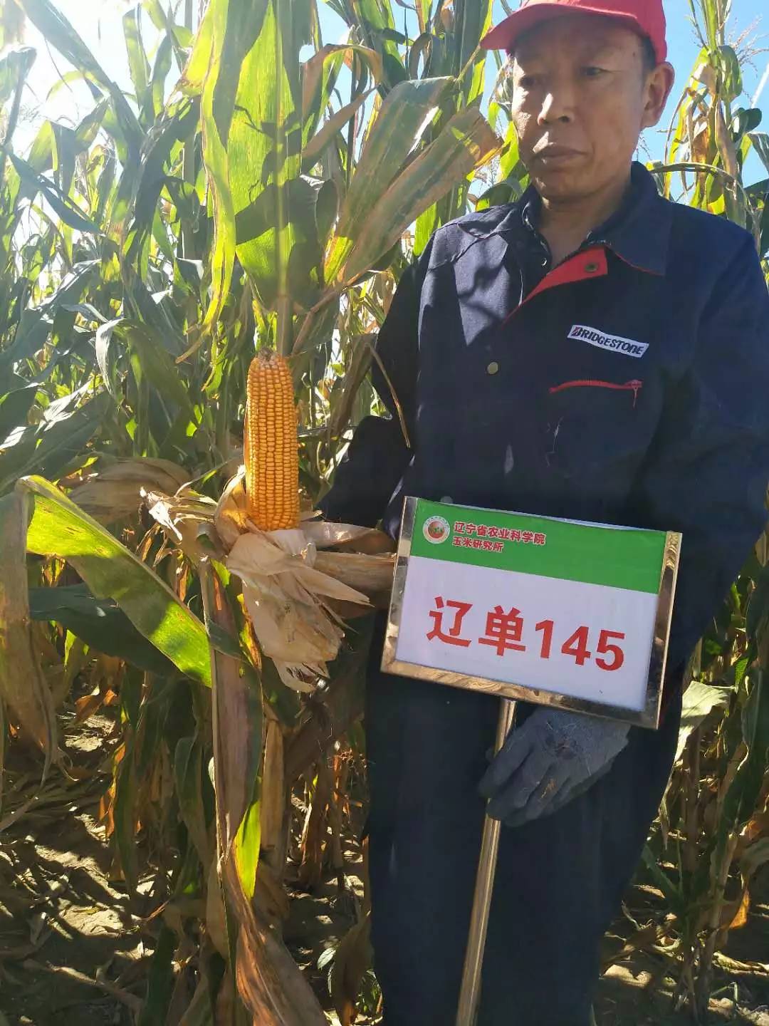 丹玉171玉米种子图片