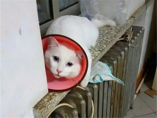猫咪绝育手术后该怎么护理呢？铲屎官需要学习的技能