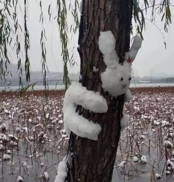 西湖边赏雪的兔子,头卡进树杈里了!来看看这些有趣的雪人