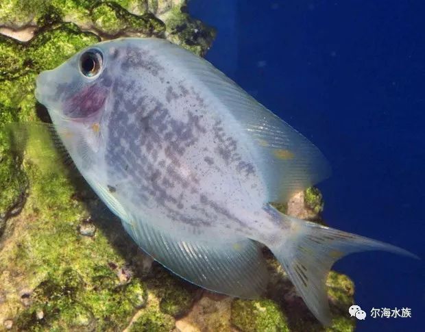 變異海水魚