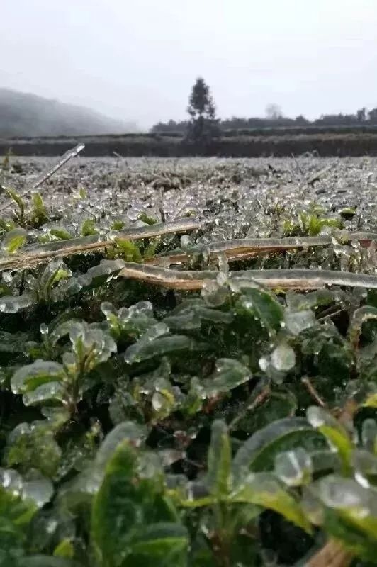 益阳下雪图片图片