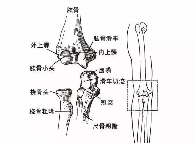 肱骨的解剖图手绘图片