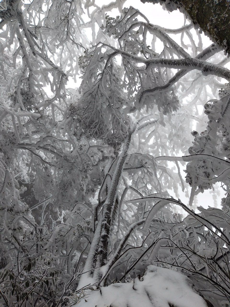 观雾山雪景图片