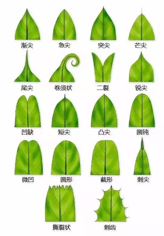 叶着生叶脉叶刺叶毛被复叶变态叶花的结构花单子叶植物花 雄蕊花药花