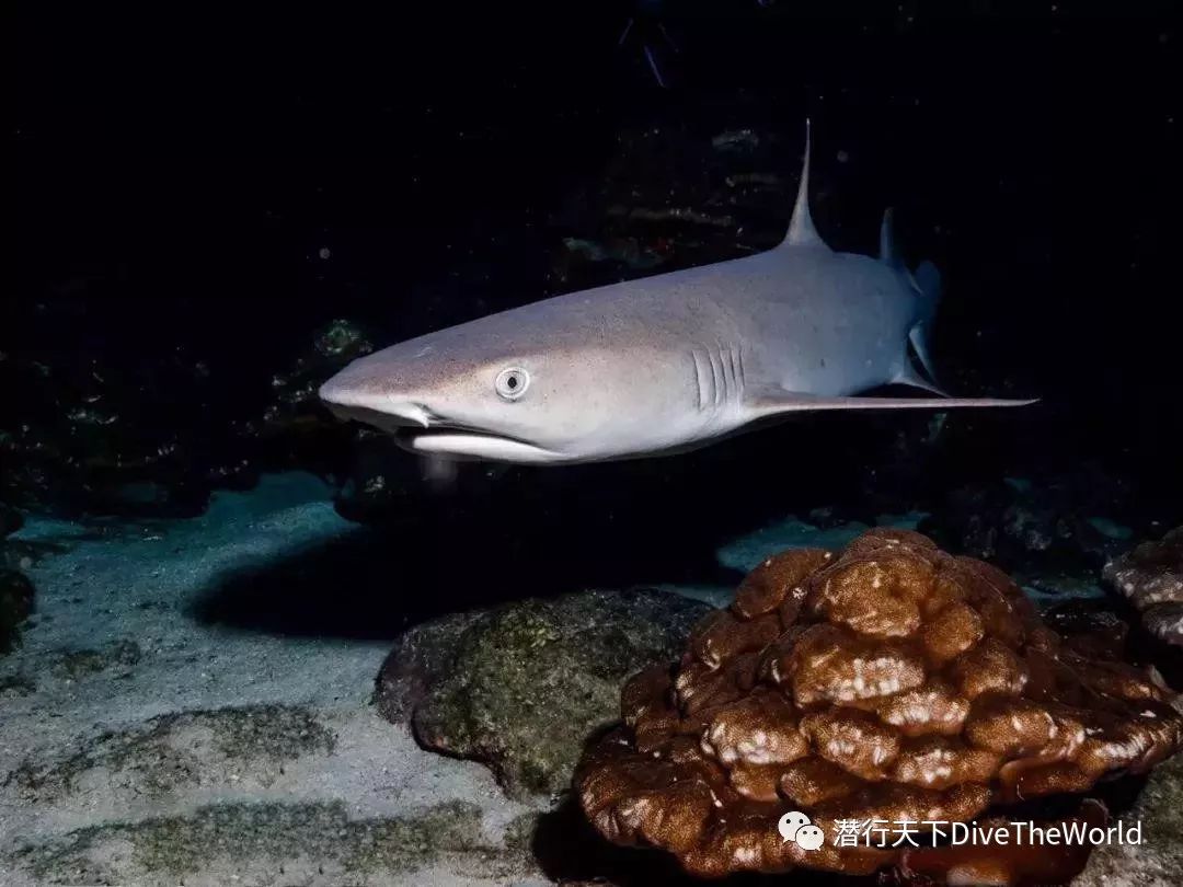 為什麼你總是追不到鯊魚?_視力