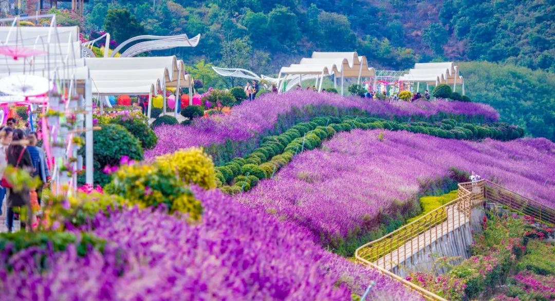 首屆攀枝花花舞人間三角梅花語節盛大開幕