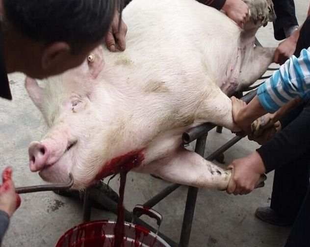 乌克兰杀猪表情包图片