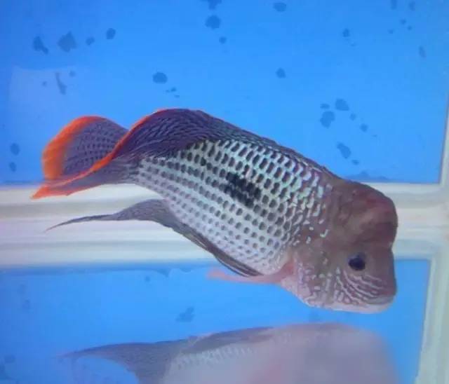 红尾皇冠鱼起头方法图片