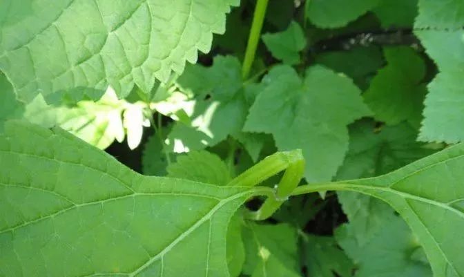 农村山里的这种野菜,用它炖鱼那才叫一个香呀