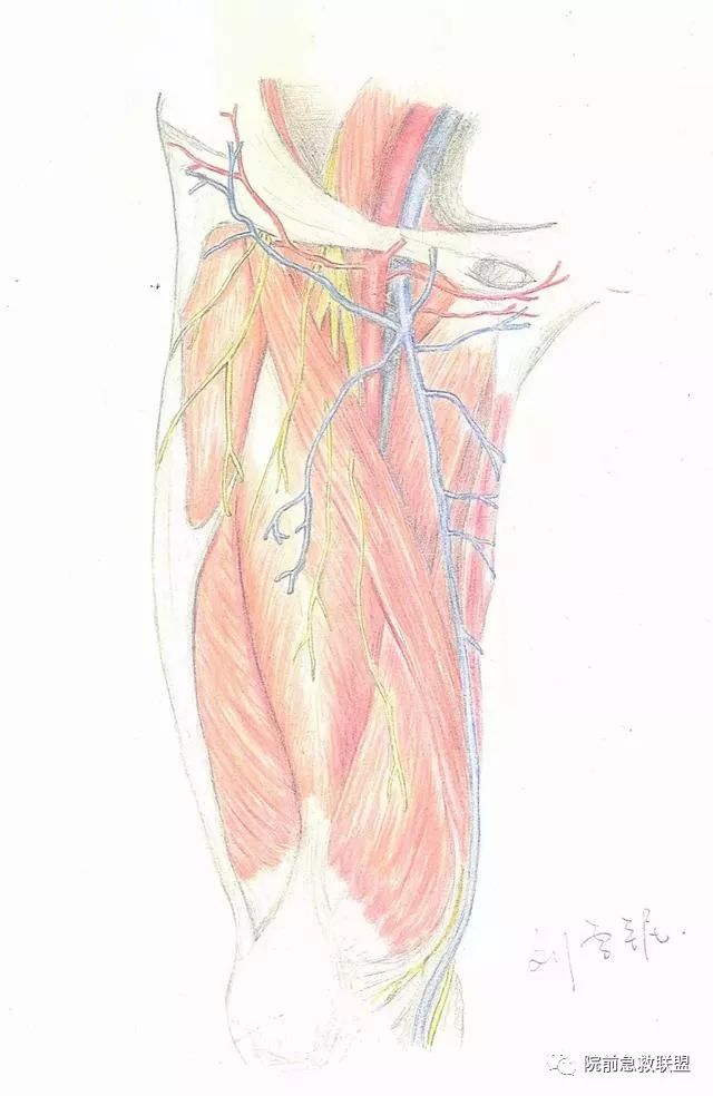 中南醫學生解剖學手繪圖走紅網友被學醫耽誤的靈魂畫手