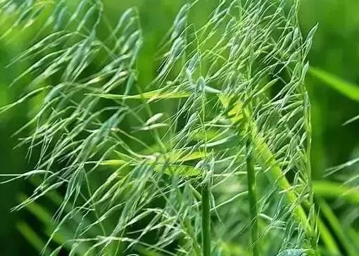 野燕麥高30～150釐米.