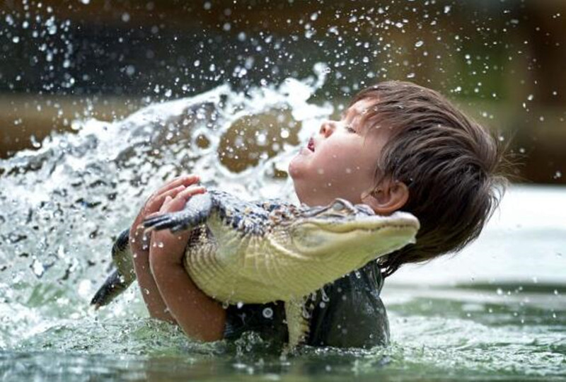 年齡最小野生動物管理員3歲男孩絲毫不懼鱷魚蟒蛇