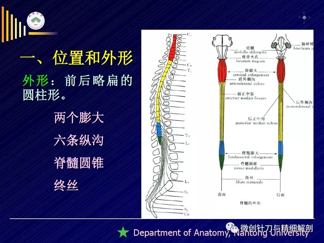 脊髓精细解剖