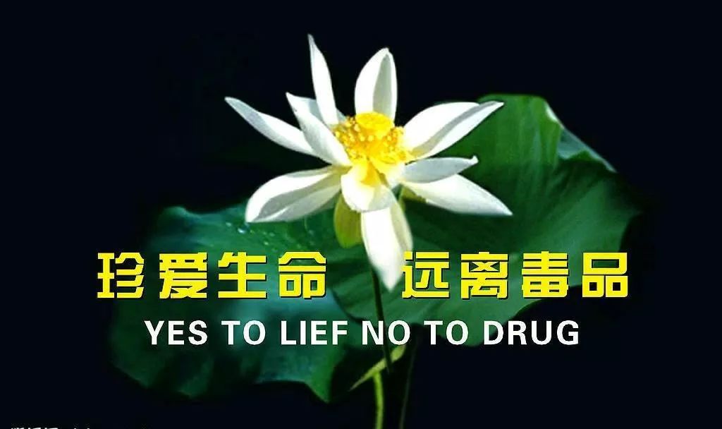 毒品ppt背景图片图片