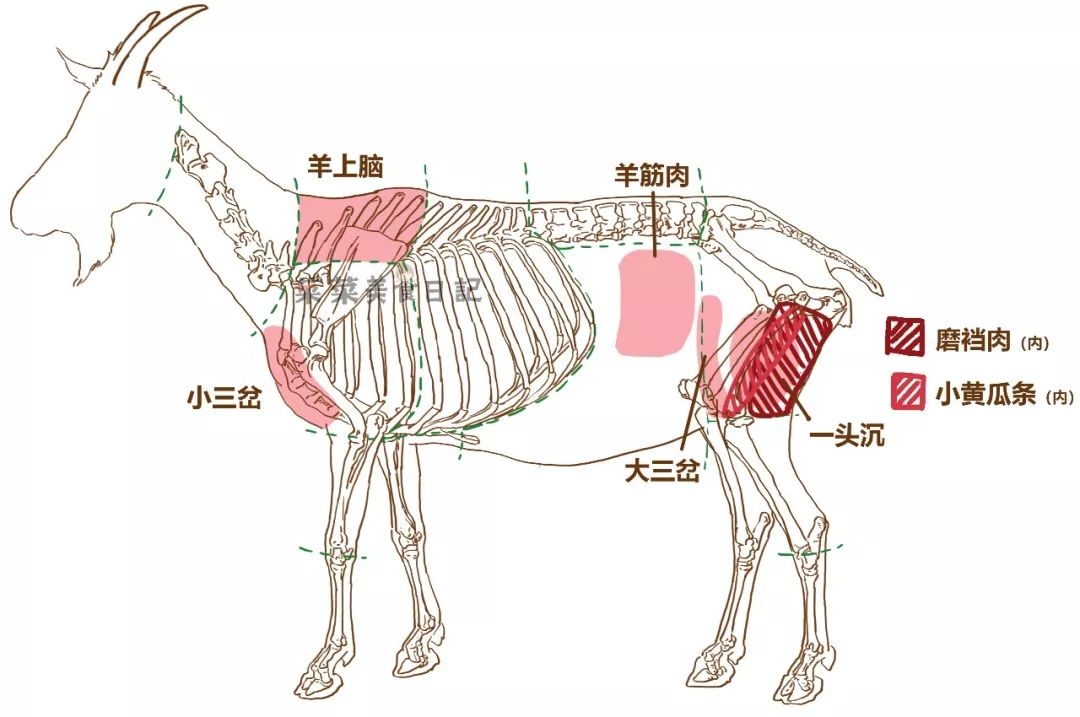 羊的肌肉解剖图图片