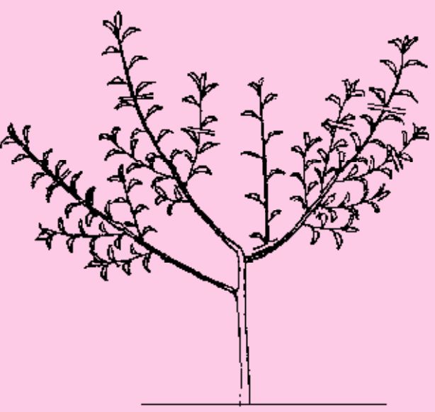 自然开心形树体结构图片