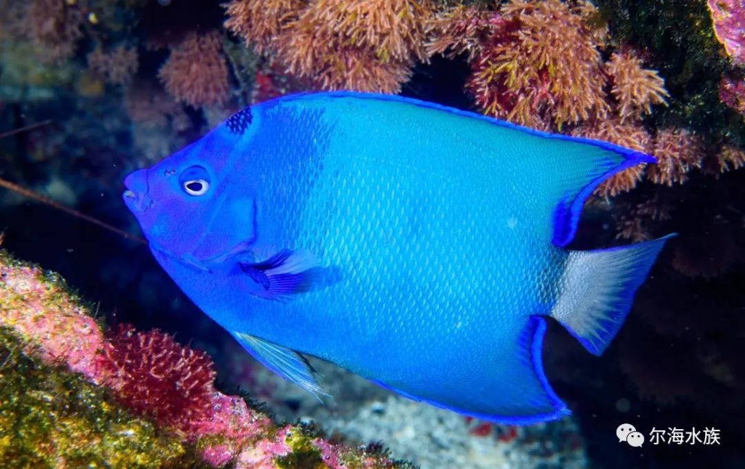 變異海水魚_顏色