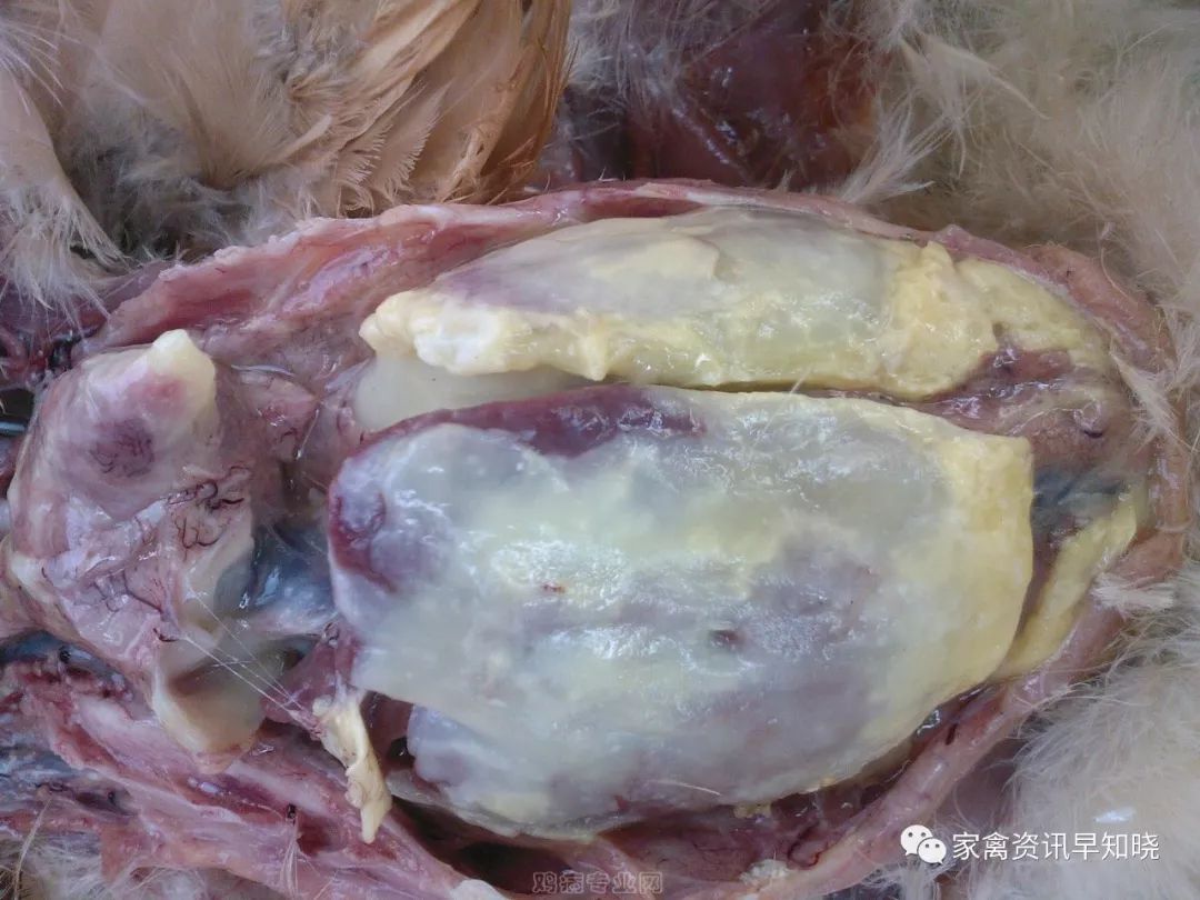 拉白痢喜臥腿瘸等大腸桿菌現象層出不窮大杆抗藥性強難根治這招防治很