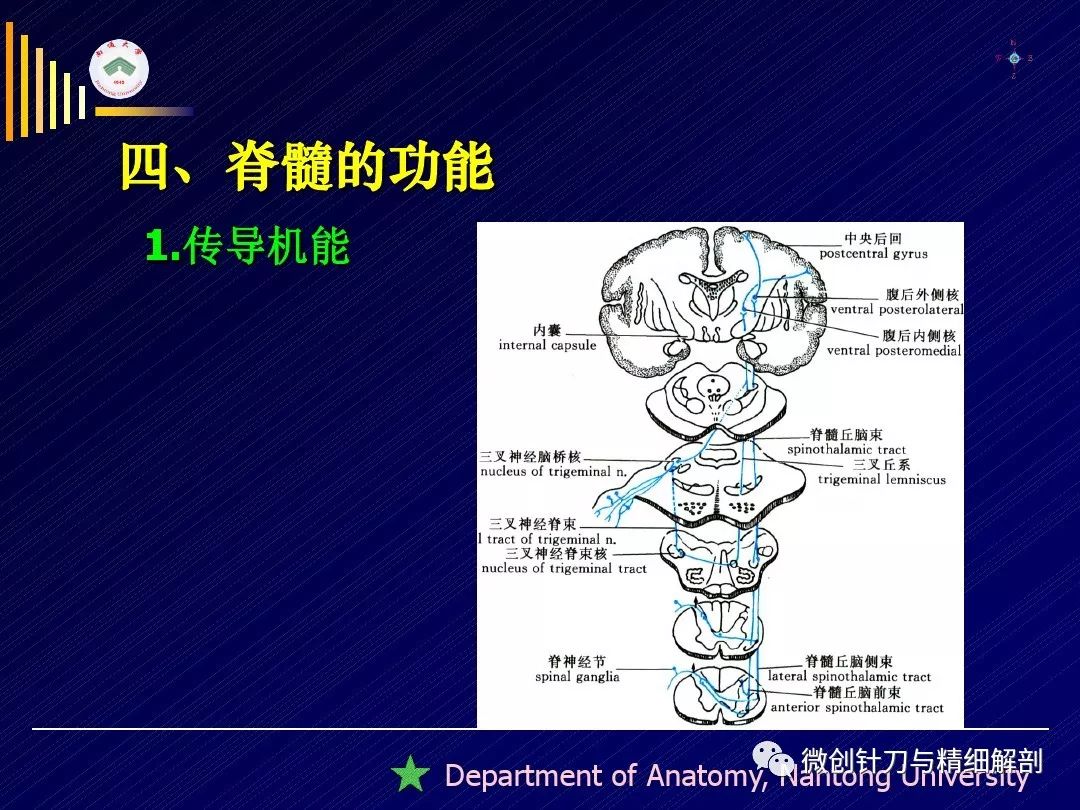 脊髓精细解剖