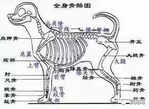 狗狗各項生理結構圖譜大全