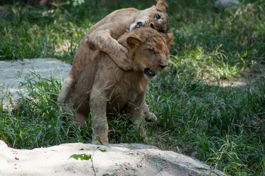 還在等真人版獅子王這裡有真獅版小獅子女王