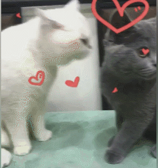 两只猫表情包 gif图片