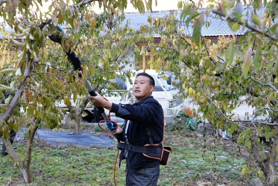 【关注"土专家:冬季管理好,来年果子棒!_罗依乡