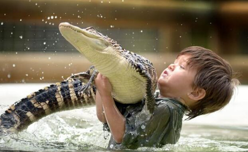 年齡最小野生動物管理員3歲男孩絲毫不懼鱷魚蟒蛇