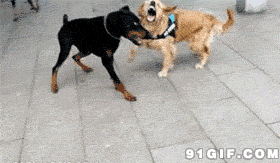 狗咬狗动态表情包图片