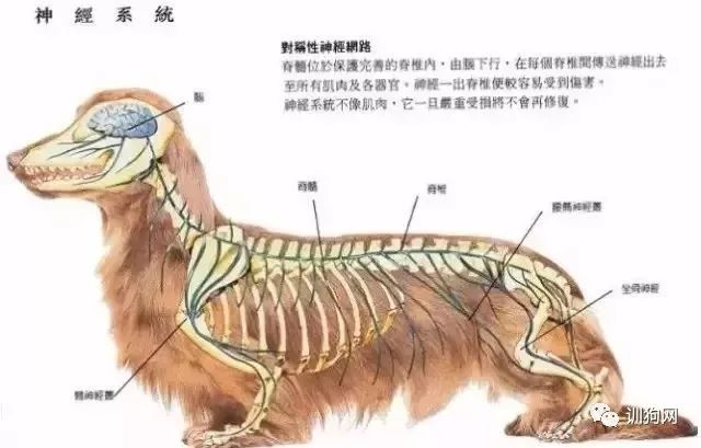 狗狗各項生理結構圖譜大全