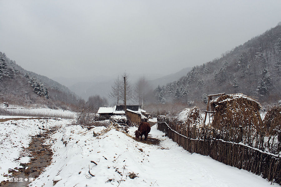 陕北农村雪景图片