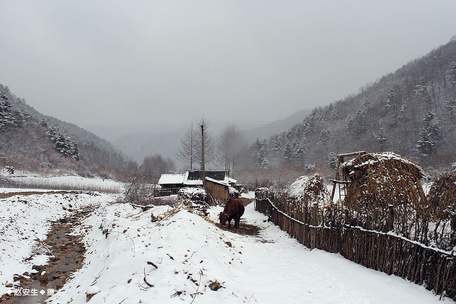 新疆农村雪景图片图片