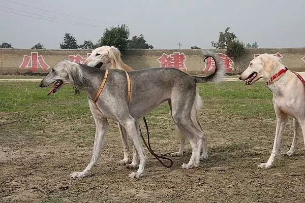 中國各省區狗狗品種合集_獵犬