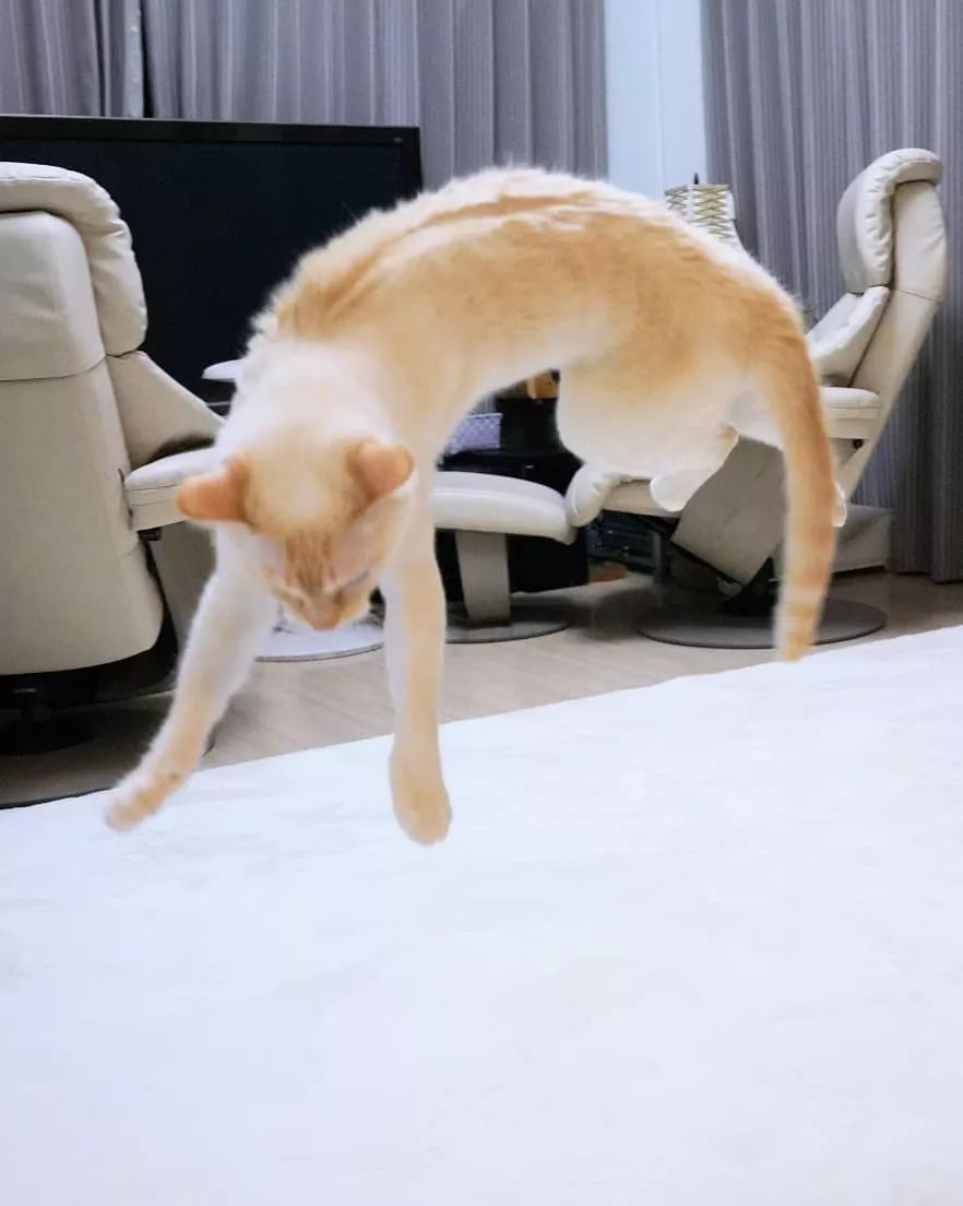 视角丨日本铲屎官:我家的猫身体里住了个舞蹈家的灵魂