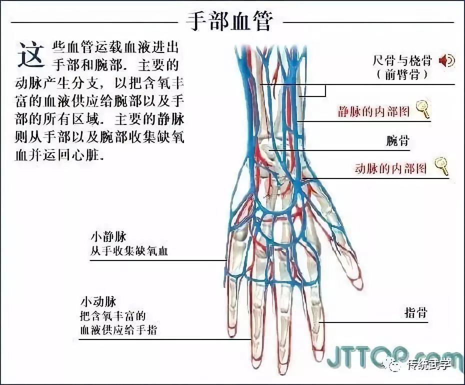 高清人体三维解剖图白骨观不净观可以参考观照