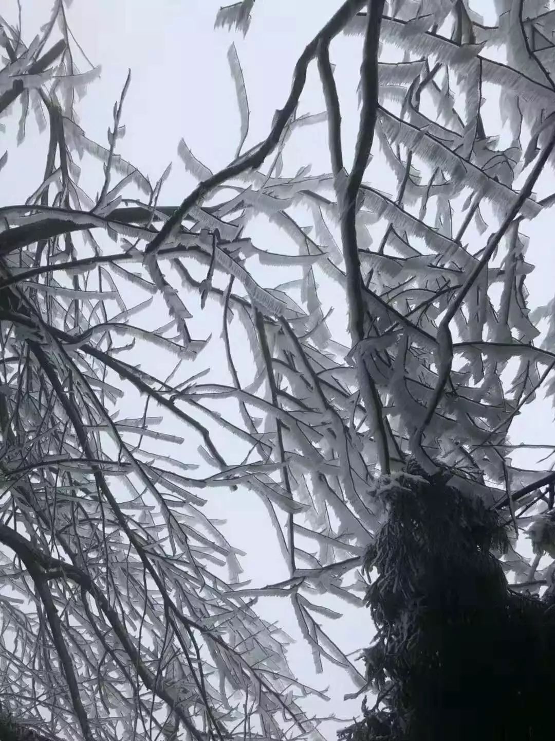 赣县宝莲山雪景图片