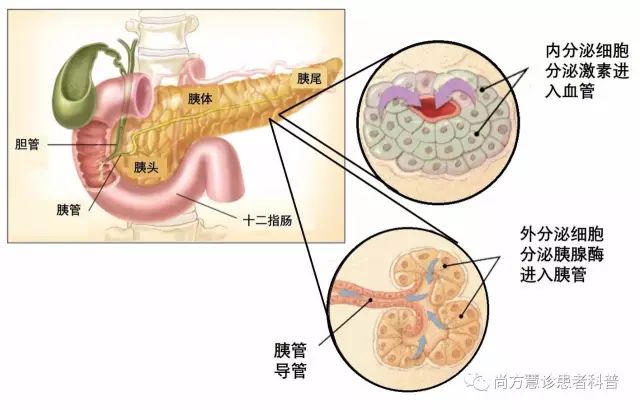 胰岛解剖图片图片