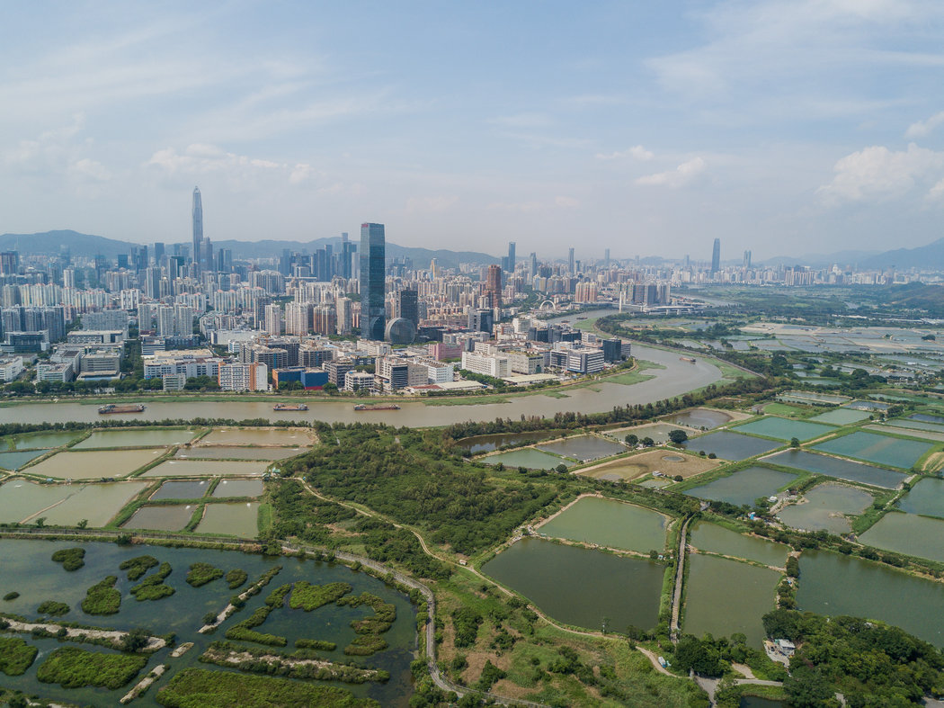 香港米埔溼地:當開發商瞄準水鳥天堂_生圍