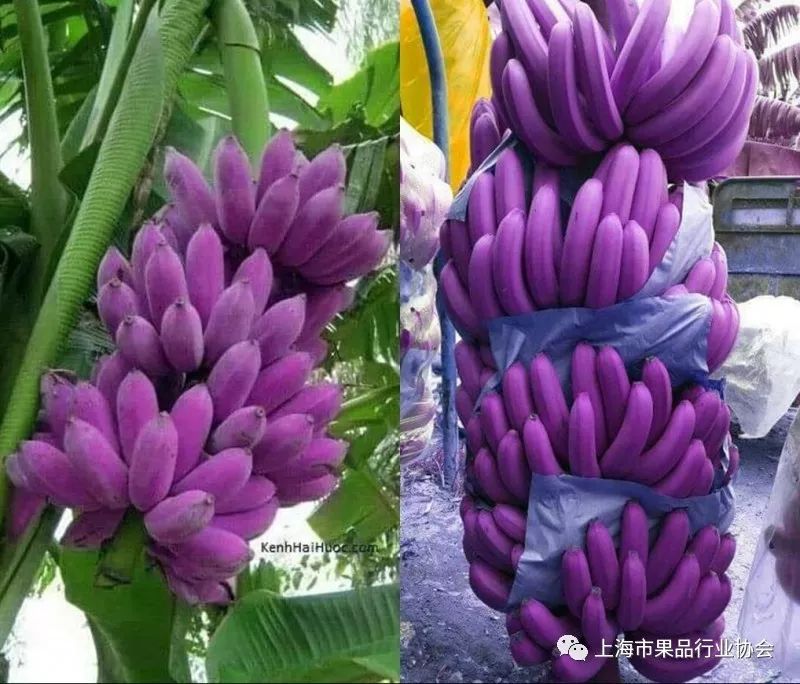 紫色香蕉疯传网络,您可曾见过?