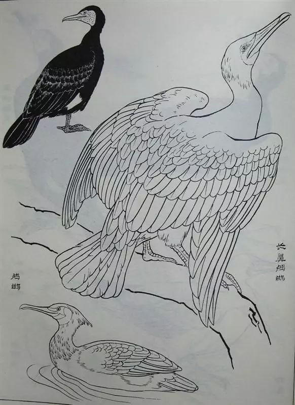 書畫白描鳥類畫譜