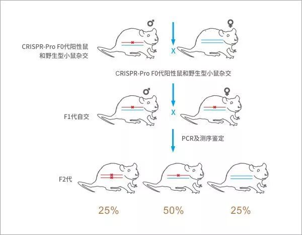 flox小鼠和cre小鼠图片