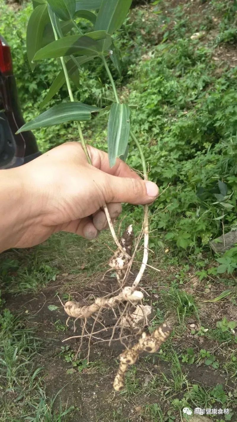 鸡头黄精