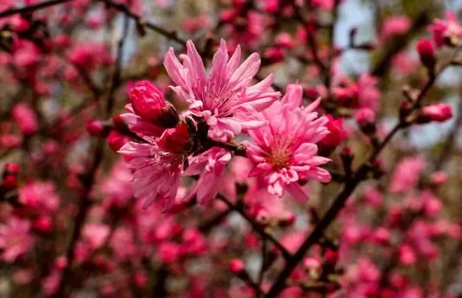 菊花桃桃树上开出满树菊花这可是桃花中的珍品