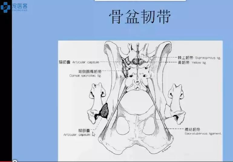 骨盆手術通路詳細分解髖關節診療請收下這份課程精華總結